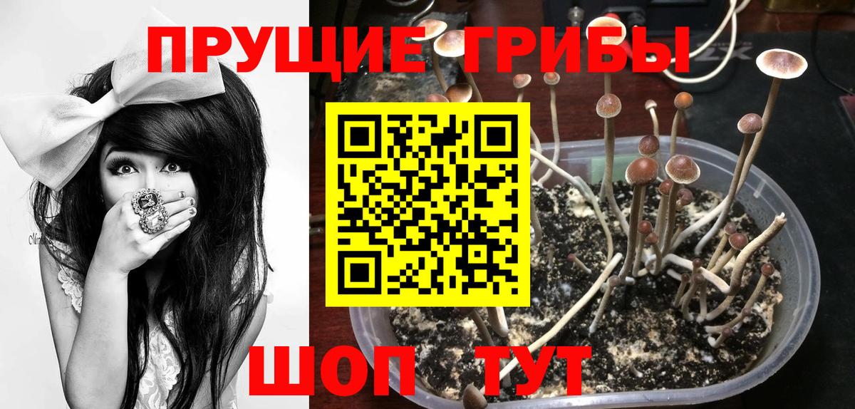 Дубна  Псилоцибиновые грибы прущие грибы  Галлюциногенные грибы Cubensis  Вход с VPN 